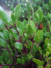 Arctostaphylos hookeri hookeri