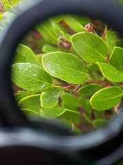 Arctostaphylos hookeri hookeri