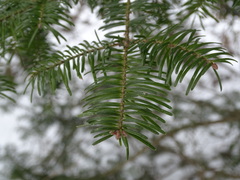Abies balsamea