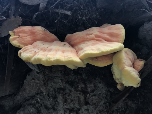 Western Hardwood Sulphur Shelf
