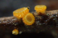 Arachnopeziza aurelia