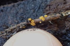 Arachnopeziza aurelia