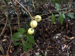 Dysoxylum fraserianum