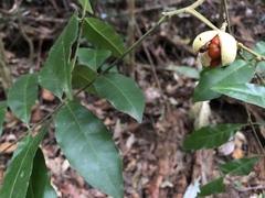 Dysoxylum fraserianum