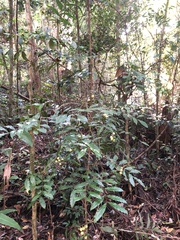 Dysoxylum fraserianum
