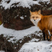 Red Fox - Photo (c) Sichko Photos, some rights reserved (CC BY-NC), uploaded by Sichko Photos