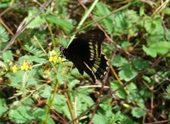 Battus polydamas