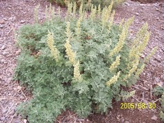 Artemisia santolinifolia