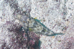 Sphoeroides angusticeps