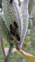 Lygaeus kalmii angustomarginatus