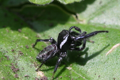 Paraphidippus aurantius