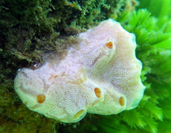 Aplidium opacum