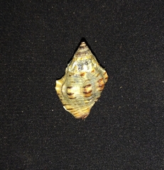 Gemophos sanguinolentus