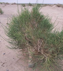 Haloxylon ammodendron