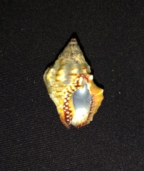 Gemophos sanguinolentus