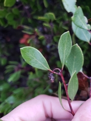 Arctostaphylos hookeri hookeri