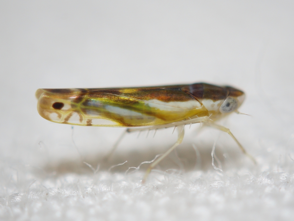 Alconeura dorsalis