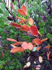 Arctostaphylos hookeri hookeri
