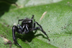 Paraphidippus aurantius