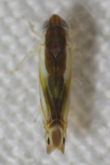 Alconeura dorsalis