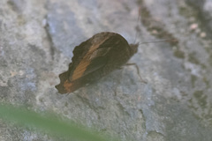 Pedaliodes symmachus