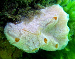 Aplidium opacum