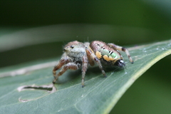 Paraphidippus aurantius