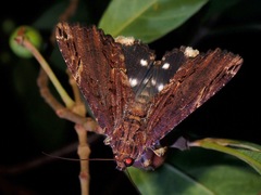 Ercheia