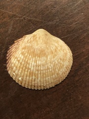 Dallocardia quadragenaria
