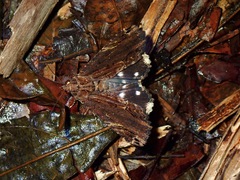 Ercheia