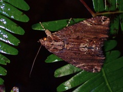 Ercheia
