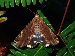 Ercheia