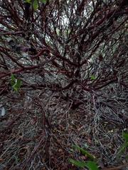 Arctostaphylos hookeri hookeri
