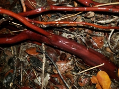 Arctostaphylos hookeri hookeri