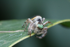 Paraphidippus aurantius