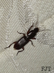 Stenomorphus