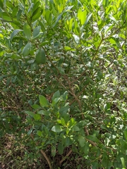 Aegiceras corniculatum