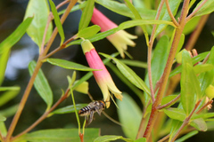 Megachile chrysopyga