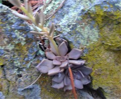 Echeveria bifida