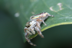 Paraphidippus aurantius