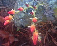 Echeveria bifida