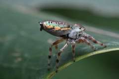 Paraphidippus aurantius