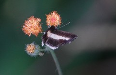 Nymphidium baeotia