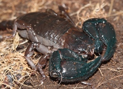 Opisthacanthus validus