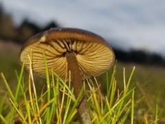 Nolanea edulis concentrica