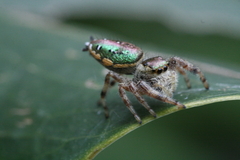 Paraphidippus aurantius