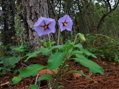 Lycianthes moziniana