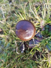 Nolanea edulis concentrica