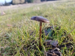 Nolanea edulis concentrica