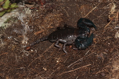 Opisthacanthus validus